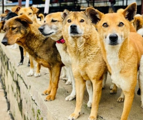 WORLD ANIMAL DAY improving health & welfare of animals