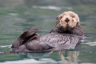 LIVING PLANET REPORT: “Starkest Picture of Wildlife Loss in Canada Yet!”